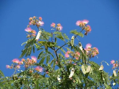 Albizia_Les_methodes_efficaces_pour_lentretenir.jpg