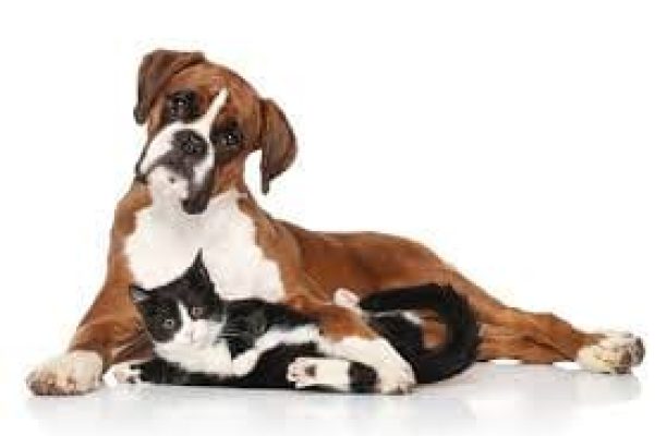 images (20)