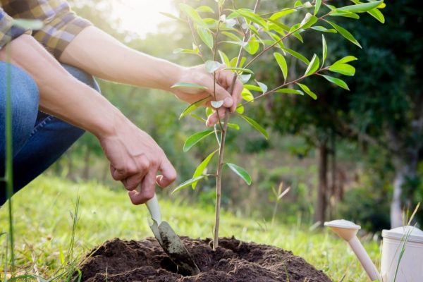 le-plan-vert-une-vitalite-durable