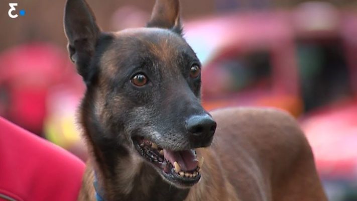 les-chiens-pompiers-des-heros