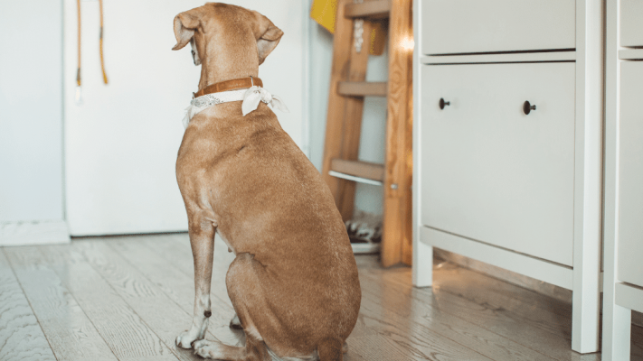 les-tarifs-du-dog-sitter-combien