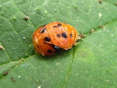 pourquoi-acheter-des-larves-de-coccinelles